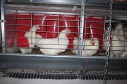 Hens are highly motivated to lay their eggs in nests and exhibit signs of frustration when they can’t use a nest. Photo credit: CCSAW