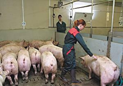 French pig producers are determined to survive, in spite of rising animal feed prices and the added costs of implementing new welfare and environmental regulations.