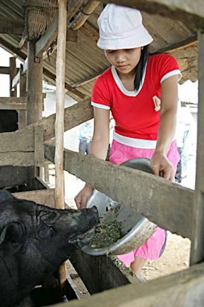 Pig production in Vietnam is mainly organized in small, backyard farms with a maximum of three to four pigs.
