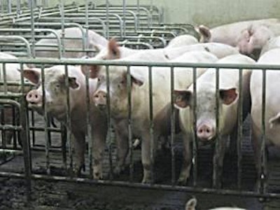 Gestating sows in group housing is mandatory in the EU on January 1, 2013. (Photo courtesy of: Provimi Research Centre ‘the Viersprong’, the Netherlands)