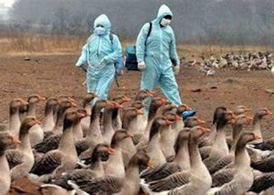 Inspección de aves en Corea del Sur para prevenir posible brote de influenza aviar