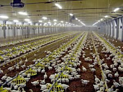 Broiler production at Cherkisovo, Russia's largest poultry producer.