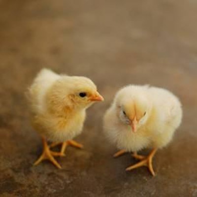 © Yrtjkyy | Dreamstime.com | Research presented at the 2012 International Poultry Scientific Forum indicated that the first feed the chick is given needs to complement the eggs’ depleted reserves, meaning the first diets should be high in essential fatty acids, phosphorus and simple amino acids.