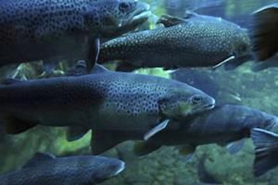 ©prill | BigStockPhoto.com | Most grains contain less than 40 percent protein which is insufficient for many fish. Trout, for example, need a diet that is 40 percent to 50 percent protein, depending on life stage.