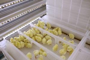 HatchTech B.V. | WATTPoultry.com