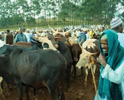 Emmanuel Pruvost | A cattle market in Manbilla plateau in Southeast Nigeria, close to the Cameroon border.