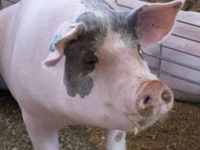 Hog slaughter for April 2011 totaled 8.63 million head, down 5% from April 2010.
