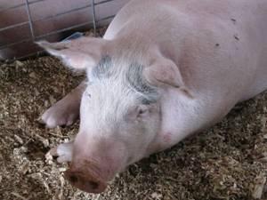 Russia’s pig, poultry production booming | WATTPoultry.com