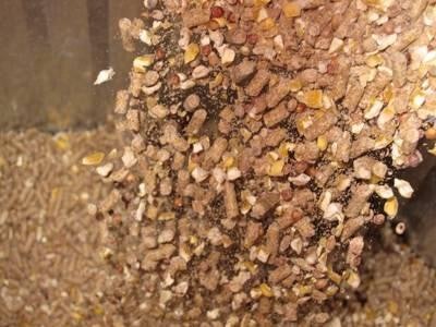 A high quality pellet can potentially return 6 percent to 7 percent in feed efficiency response, according to Dr. Joel DeRouchey. For some producers this may be a worthwhile investment.