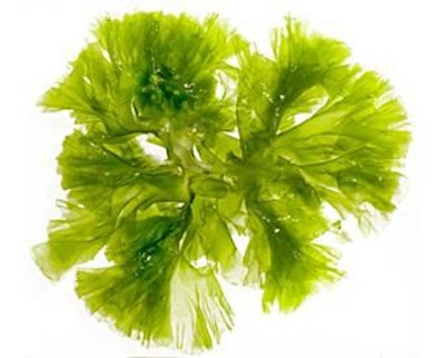 Algae have been used for centuries in human nutrition and nowadays are gaining ground as a source of animal feed.