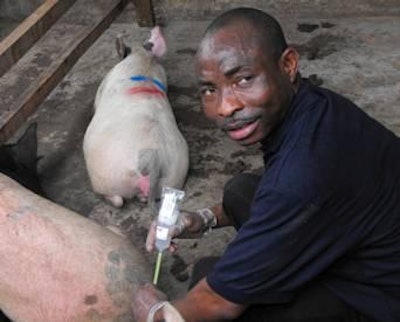 Ayodele Oniku, JSR Genetics agent for South Africa, worked with the Institute of Agriculture Research and Training to deliver 20 pigs.
