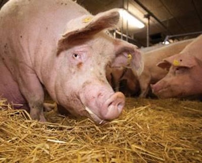 Baldershave | Danish gestating sows loose, housed on solid floors in straw bedding.