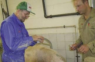 Taking a sample of hair from the tail of a sow in the farrowing house. (Photos courtesy Friedrich Berkner)