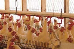 Courtesy Dr. Charles Hofacre