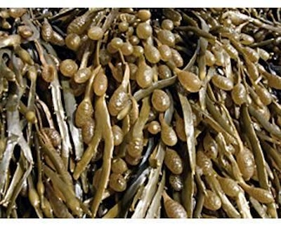 Brown seaweed are one of the most promising varieties to be used in animal feed.