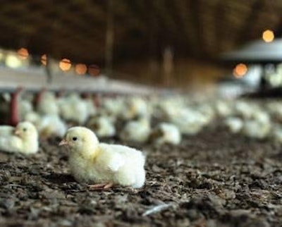 A big challenge in antibiotic-free poultry production is the control ofcoccidiosis, which can lead to necrotic enteritis.