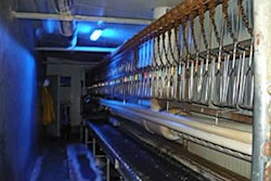 Birds need to be kept as calm as possible when being hung on the shackles. Using light to which they are not sensitive, like blue light, will help achieve this.