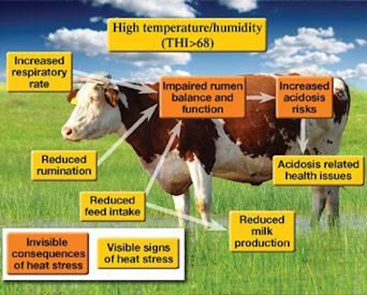 Live yeast helps manage heat stress in dairy cows | WATTPoultry.com