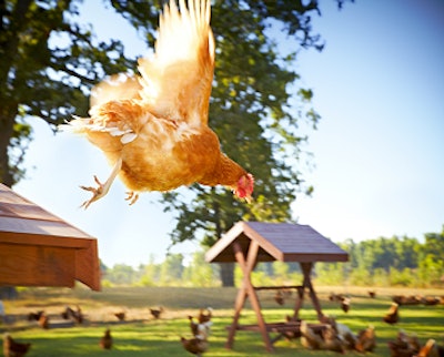 Hens from the happy egg co. are all raised with access to free range with enrichments like sand pits, trees and indoor nest boxes.