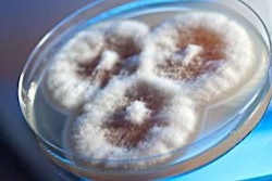 Fumonisins are hepatotoxic to all animal species and have a number of additional effects that reduce the performance of poultry when present in feed.