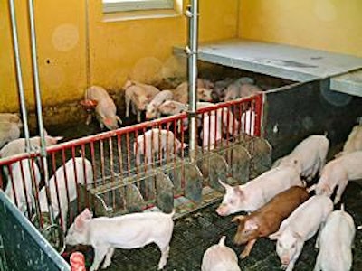 Liquid feeding is a radical way to replace antibiotics in piglet feeds.