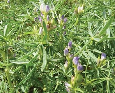 Soya UK | Narrow leaf (blue) lupin, Lupinus angustifolius, in flower and pods