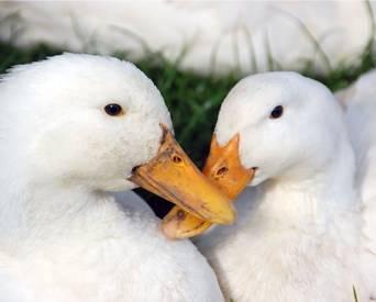 PETA alleges mistreatment at Culver Duck Farms
