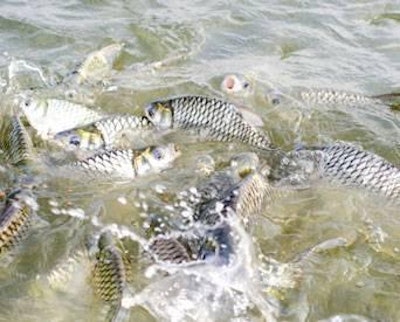 Dreamstime | Mexico produced 35,000 million metric tons of tilapia feed in 2013.