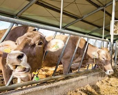 Jevtic | Dreamstime.com | Study shows that mineral status of organic dairy cows significantly improved with the introduction of algae supplement.