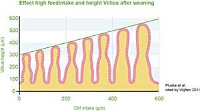 The villius length in piglets at 5 days after weaning that are getting different amounts of dry matter (grams/day). This demonstrates that piglets can keep their villius length after weaning when they have a high enough energy intake.