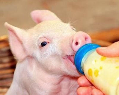 Piglets have an enormous capacity for milk intake.