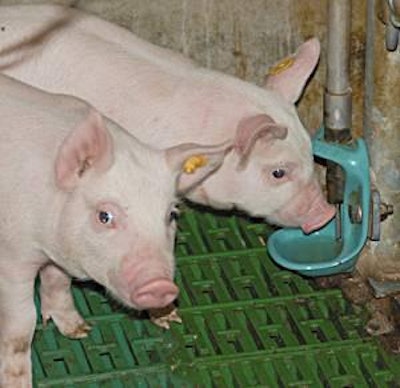 Piglet water intake has a great impact on feed conversion, daily gain and health.