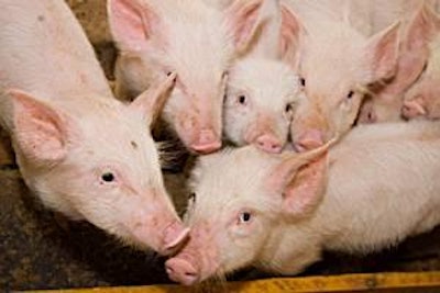Fotalia | In general, European countries have carried out a high volume of nutritional research and practical feeding development work for pigs.