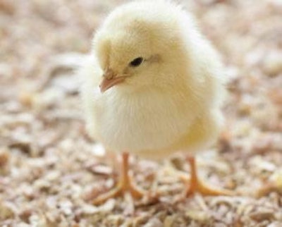 szefei/bigstockphoto.com | Seeding chicks with a competitive exclusion product or a direct-fed microbial can provide the chicks with beneficial microbes.