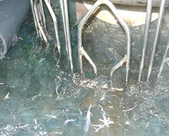 Improving plucking during poultry processing | WATTPoultry.com