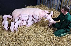 How pig genetics, breeding are changing the pork industry | WATTPoultry.com