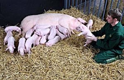 A sow’s ability not just to produce, but to rear large numbers of piglets will be increasingly important.