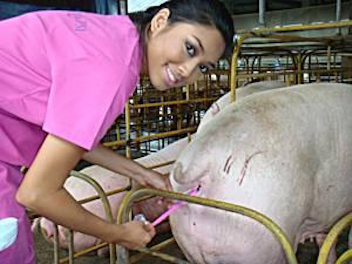 Artificial insemination advances in pig breeding WATTPoultry com 