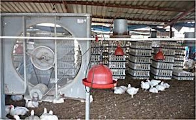 It is important to leave gaps between stacks of caged birds to ensure an adequate air supply to those lower down the stacks, thus preventing heat stress.