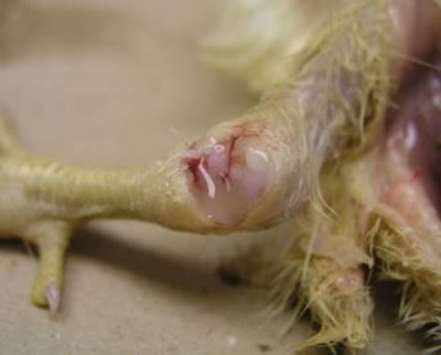 Foto cortesía de Zoetis | Figura 2. Sinovitis. Nótese el exudado purulento en la incisión en la articulación.