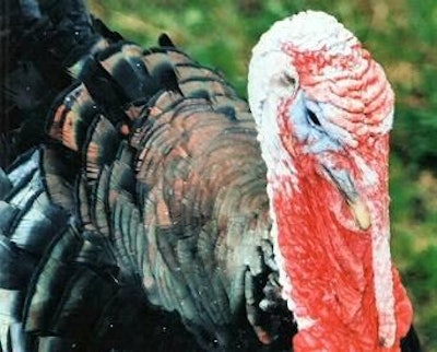H5N2 avian influenza has been confirmed in a commercial turkey flock in Beadle County, South Dakota.