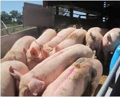 The pigs shipped to Ukraine will be part of a 600, pure-line GGP population.