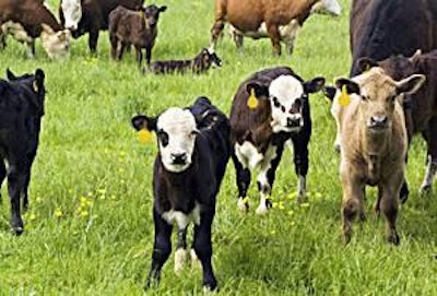 Tests have shown that dietary supplements of short-chain fructo-oligosaccharides for calves can result in higher performance.