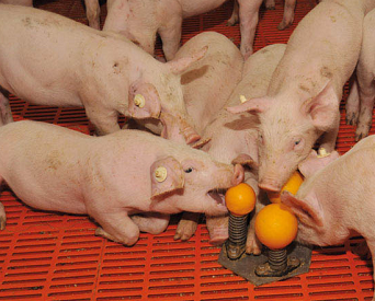 Pig toys designed to increase animal well-being | WATTPoultry.com