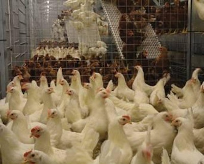 Foto cortesía de Schothorst Feed Research, Lelystad, Holanda. | El consumo de alimento fue comparable entre las aves blancas y marrones, pero las blancas produjeron más huevos con la misma cantidad de alimento.