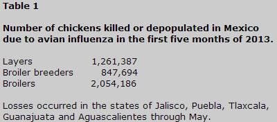 In 2013, just over 1.25 million table egg layers have been lost due to avian influenza.