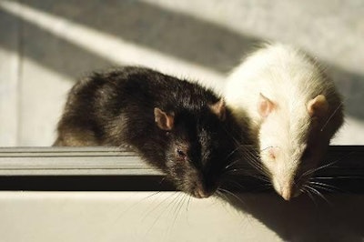 Baiting methods against rats may fail because the bait chosen is less attractive to the rodent than pig feed, or due to the use of insufficient amounts during a control campaign.