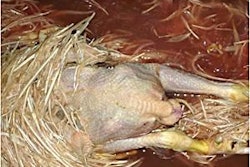 If not properly hung, the force of the plucking fingers can lead to birds becoming dislodged.