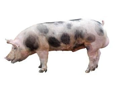 iStockphoto.com | zhanglianxun | Entire male rearing promotes pig welfare, health and integrity.