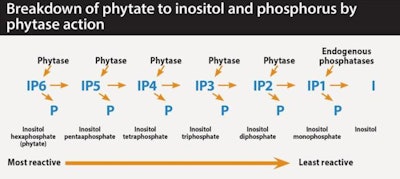 New generation E.coli phytases are able to target 90 percent destruction of both phytate (IP6 – phytate is inositol hexaphosphate) and the intermediate lower esters (such as IP4 and IP3) produced as phytate is stripped of P by phytase action, and which also have anti-nutrient effects.